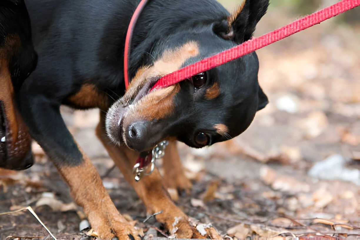 Dog biting leash