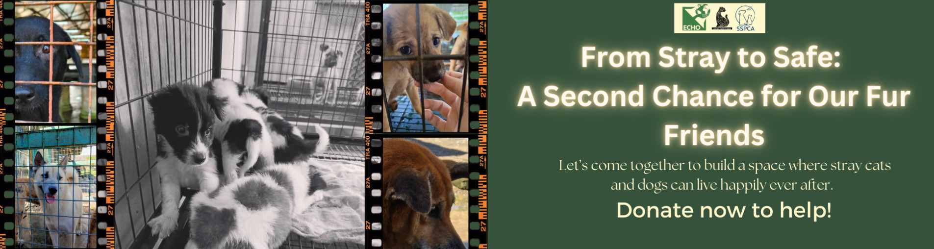 From Stray to Safe: A Second Chance for Our Fur Friends